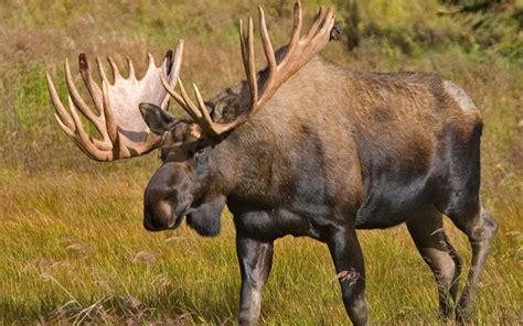 Alaskan Moose Facts, Distribution, Habitat, Size, Pictures