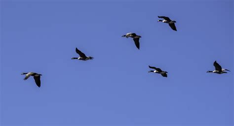 School of Geese flying in V Formation image - Free stock photo - Public Domain photo - CC0 Images