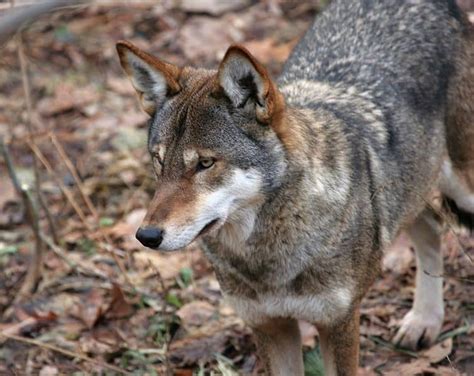 Picture 9 of 9 - Red Wolf (Canis Lupus Rufus) Pictures & Images - Animals - A-Z Animals