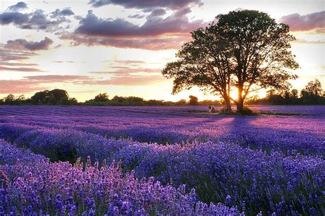 HD wallpaper: field lavender Lavender Field Nature Fields HD Art, tree, sky | Wallpaper Flare