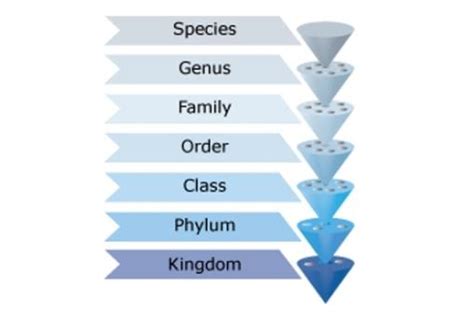 Classification system — Science Learning Hub