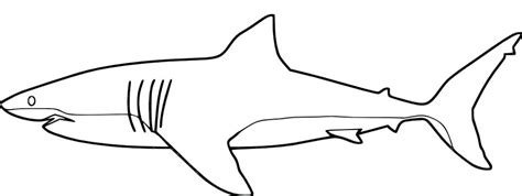 Great White Shark Outline Drawing at PaintingValley.com | Explore collection of Great White ...