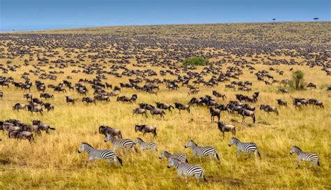 4 Days Masai Mara Wildebeest Migration Safari | Maasai Mara Reserve