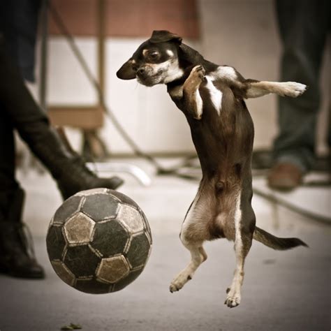 Dog Playing Soccer | Photos 2012 | Funny And Cute Animals