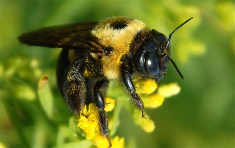 Types of Carpenter Bees [Boring Bee Solutions * Made in the USA] – Original B Brothers