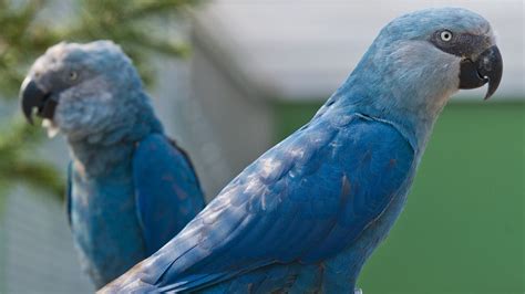 8 Bird Species, Including a Blue Macaw, Are Declared Extinct | Mental Floss