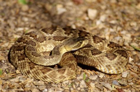 Earth Notes: Mohave Rattlesnake Venom