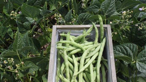 Growing Bush Beans In The Backyard Garden | The Rustic Elk