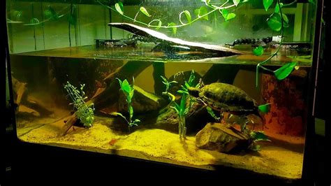 Red Eared Slider Turtle Habitat - Huge Freshwater Aquarium! - YouTube