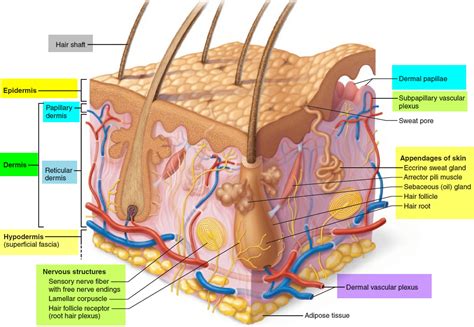 Hair Structure Diagram Labeled