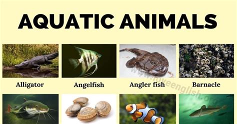 Aquatic Animals: World Amazing 35 Aquatic Animals in English - Love English