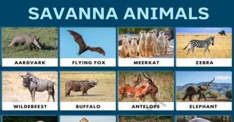 Savanna Animals: List of Wonderful Animals that Live in the Savanna • 7ESL