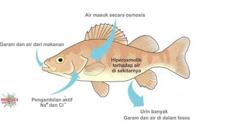 Sistem Ekskresi Pada Hewan - Dunia Biologi