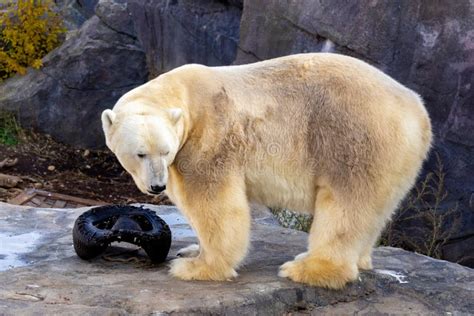 View of a Beautiful Polar Bear in Its Habitat Stock Photo - Image of carnivore, winter: 262028932