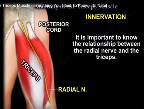 Anatomy of the Triceps Muscle — OrthopaedicPrinciples.com