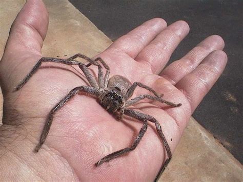 huntsman-spider | The Lost Ogle