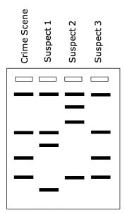 Gel Electrophoresis and DNA Fingerprinting – MHCC Biology 112: Biology ...