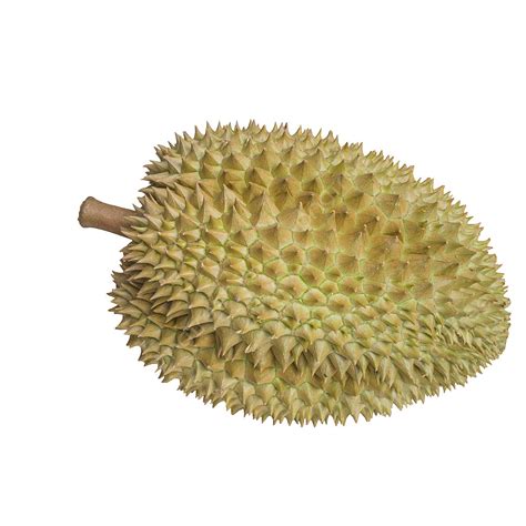 Durian Tree Clipart PNG, Vector, PSD, and Clipart With Transparent Background for Free Download ...