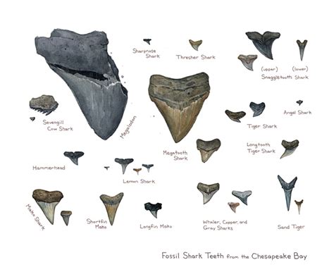 Sharks teeth identification chart. | Shark teeth, Shark tooth fossil, Fossilized shark teeth