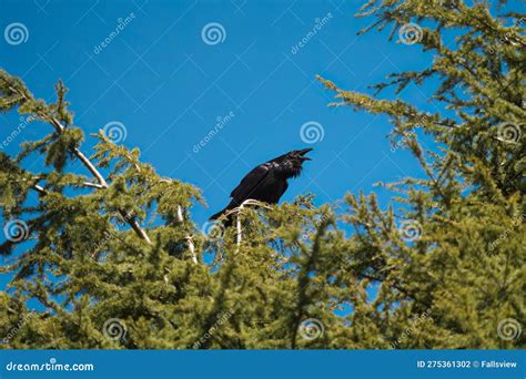 Common Raven Resting in Forest Stock Photo - Image of coomon, northern: 275361302