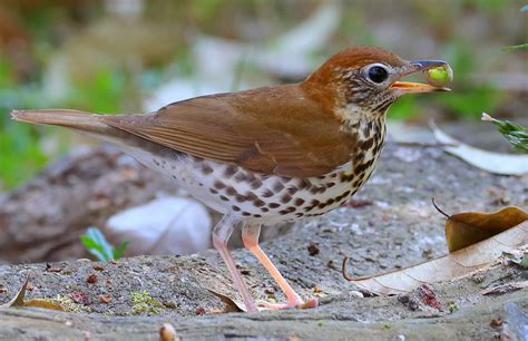 Wood Thrush Eggs