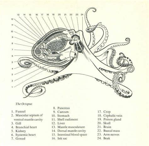 octopus internal anatomy | Octopus anatomy, Octopus, Sea creatures