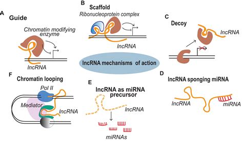 Frontiers | Importance of Long Non-coding RNAs in the Development and ...