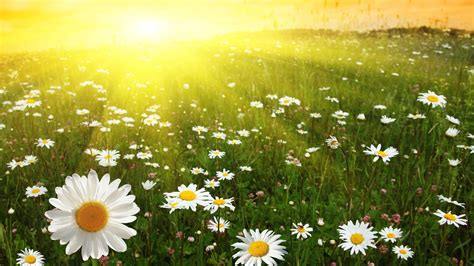 Daisies Sunny Field UHD 4K Wallpaper - Pixelz.cc