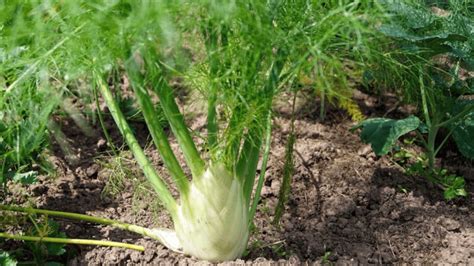 5 Best Fennel Companion Plants For Gardens (And 11 To Avoid)