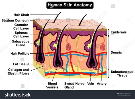 Human Skin Diagram