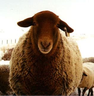 Tunis Sheep Breed Information, History & Facts - RaisingSheep.net