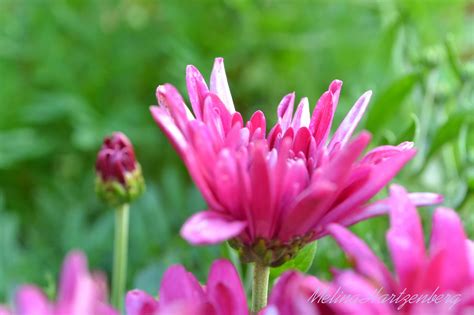 livingplantworld: Asteraceae Astereae Aster