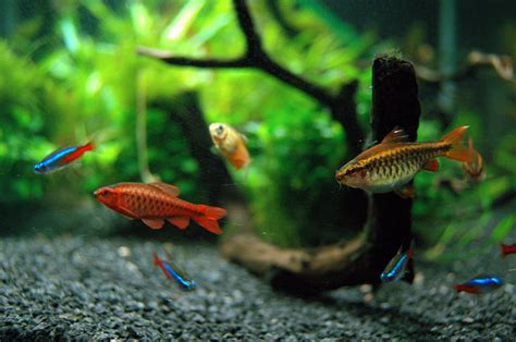 Freshwater fish for aquarium - palaceshery