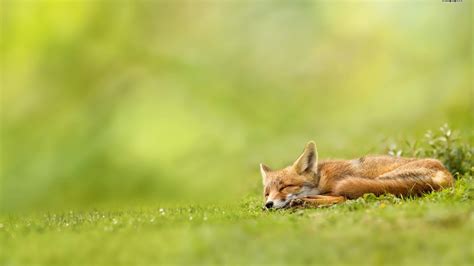 Sleeping Fox HD desktop wallpaper : Widescreen : High Definition ...