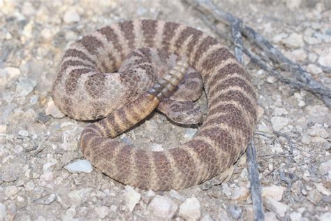 Rattlesnake venom is lethal, but understanding it could save lives