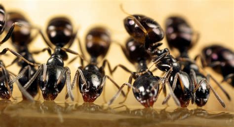 Ant Control: What you need to know about these pests