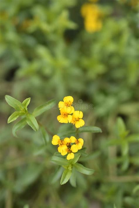 Mexican Marigold Flower Close Ups at Garden Stock Photo - Image of decoration, growing: 101923664