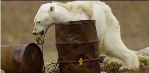 This Tragic Video Of A Starving Polar Bear Is A Sad Reminder Of How We ...