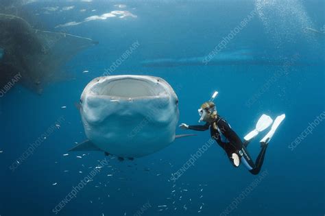 Whale Shark filter feeding - Stock Image - C022/4307 - Science Photo Library