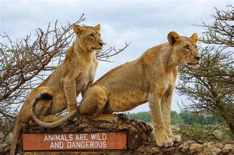 Besieged paradise 'Nairobi National Park' ~ Ease My Safari