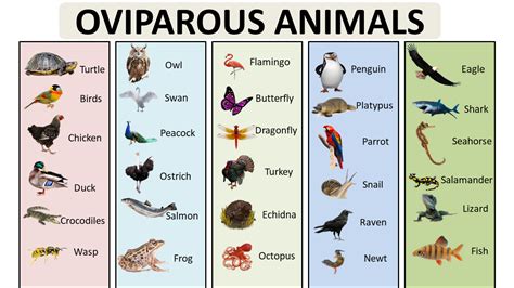 EXAMPLES OF OVIPAROUS ANIMALS - Vocabulary Point