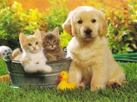 Cute Pictures of Puppies and Kittens Together