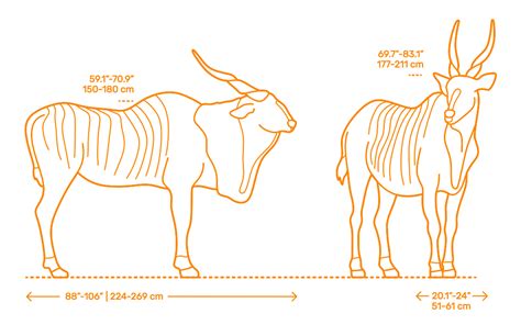 Giant Eland (Taurotragus derbianus) Dimensions & Drawings | Dimensions.com