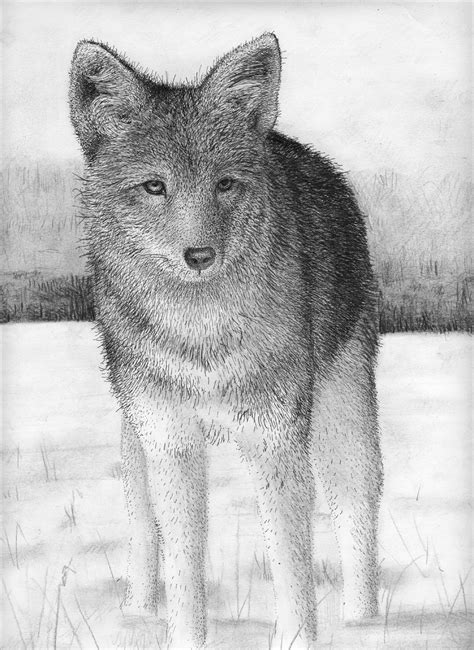 Coyote Face Drawing