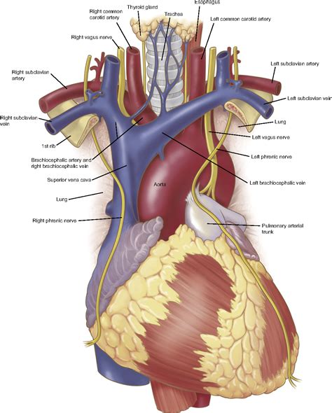 Figure 4 from Anatomy of the thoracic aorta and of its branches. | Semantic Scholar