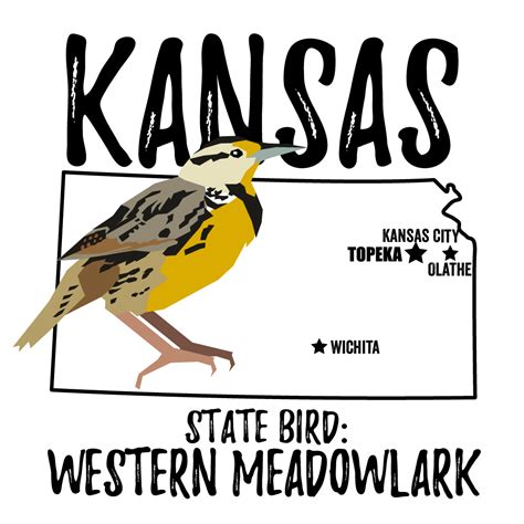 Kansas State Bird - Bird Watching Academy