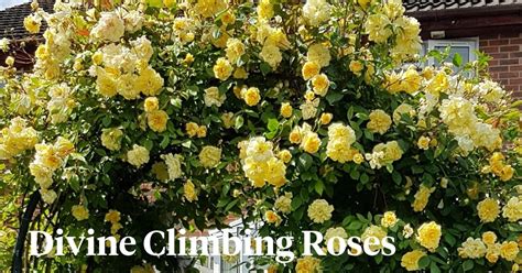 Transform Your Garden with these 8 Best Climbing Roses