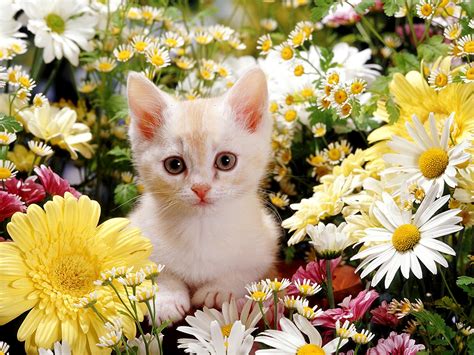 46+ Beautiful Cute Desktop Wallpaper Hd Images - wallpaper-mod