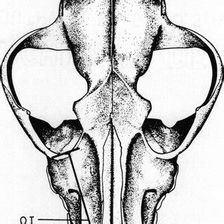 Sagittal view of a canid skull , showing location of measurements OI... | Download Scientific ...