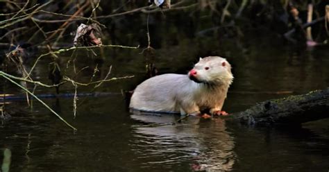 Extremely rare albino otter spotted by stunned Livingston man at country park in West Lothian ...